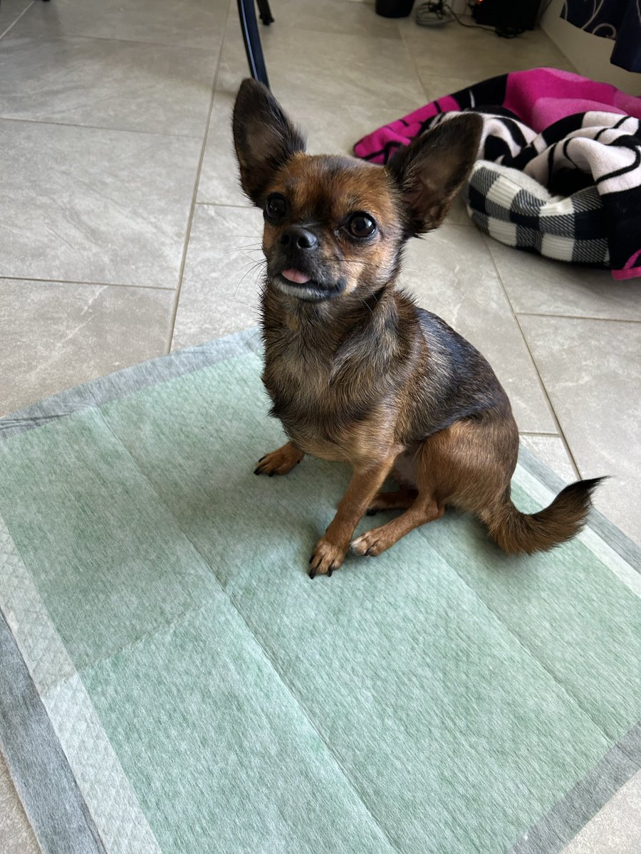 IzidoroJan17460's tweet image. Nina is always camera-ready 🐾✨
She loves trying new pet products and showing what truly works comfort, taste, and fun in every shot! 💛
Pet brands, how about having this cute face represent your product? 🐶📸

#UGCpetcreator #PetContent #UGC