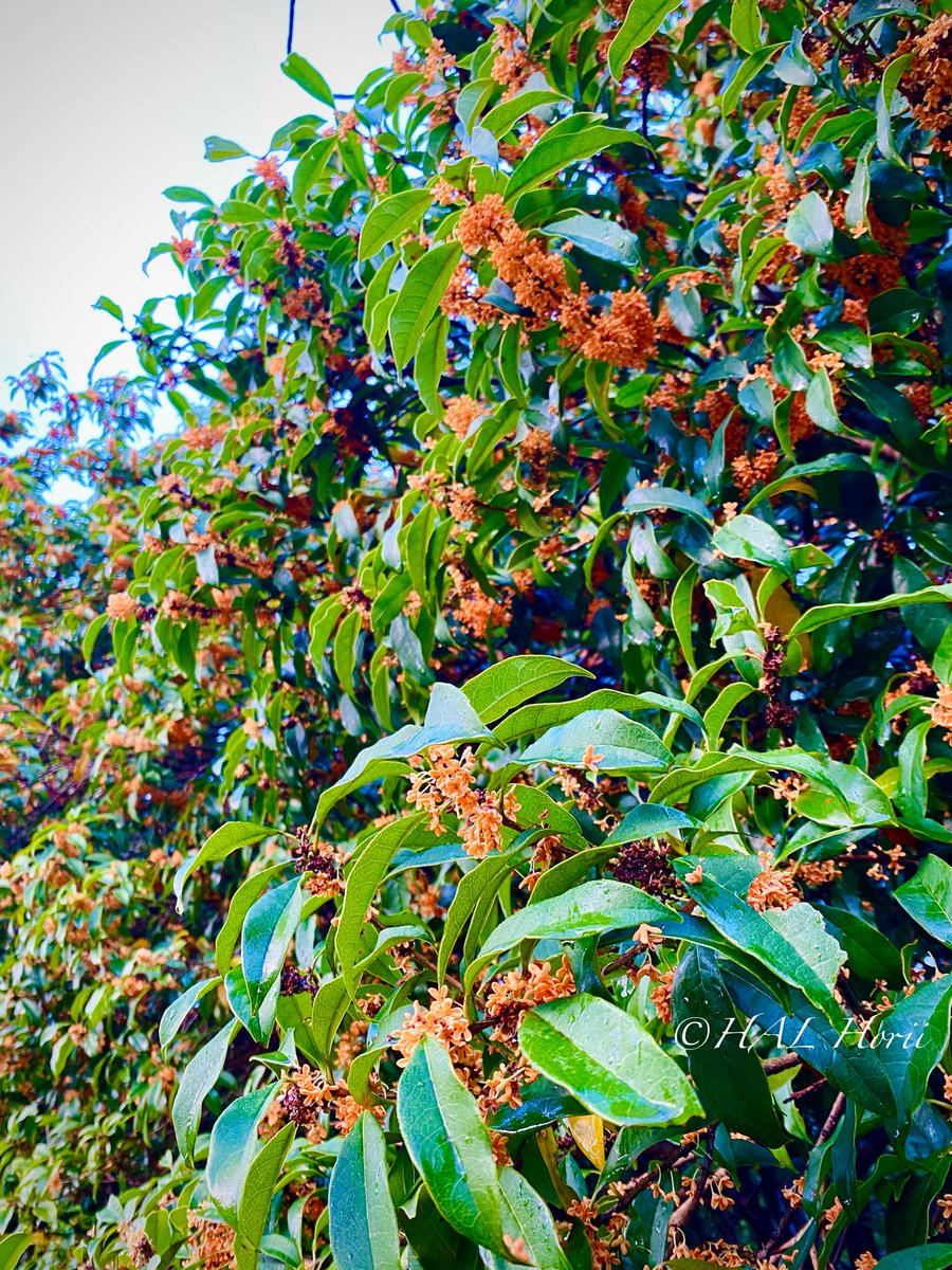 HALHoriiart's tweet image. 金木犀🧡🌼
#flower #nature
#NaturePhotography