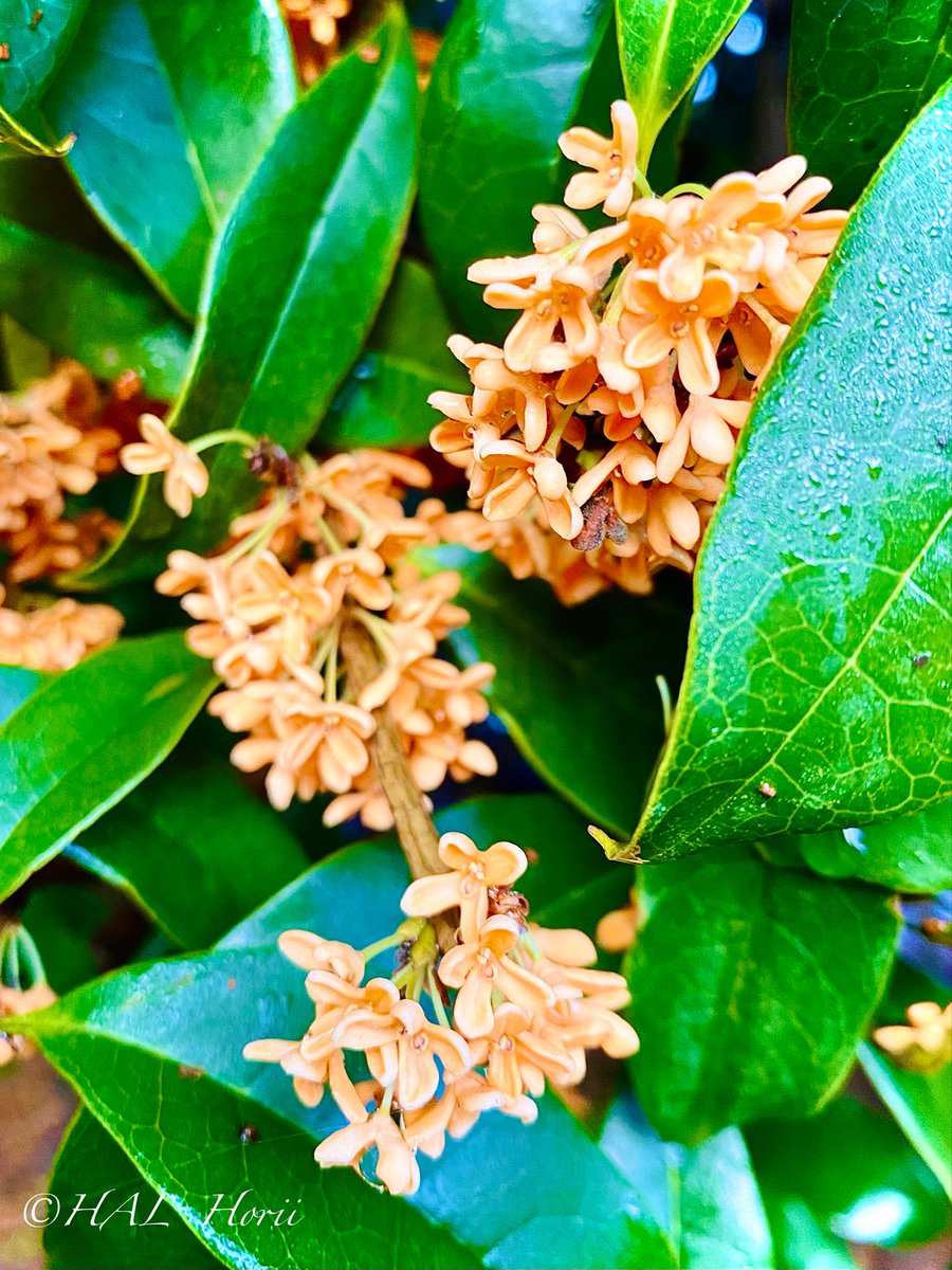 HALHoriiart's tweet image. 金木犀🧡🌼
#flower #nature
#NaturePhotography