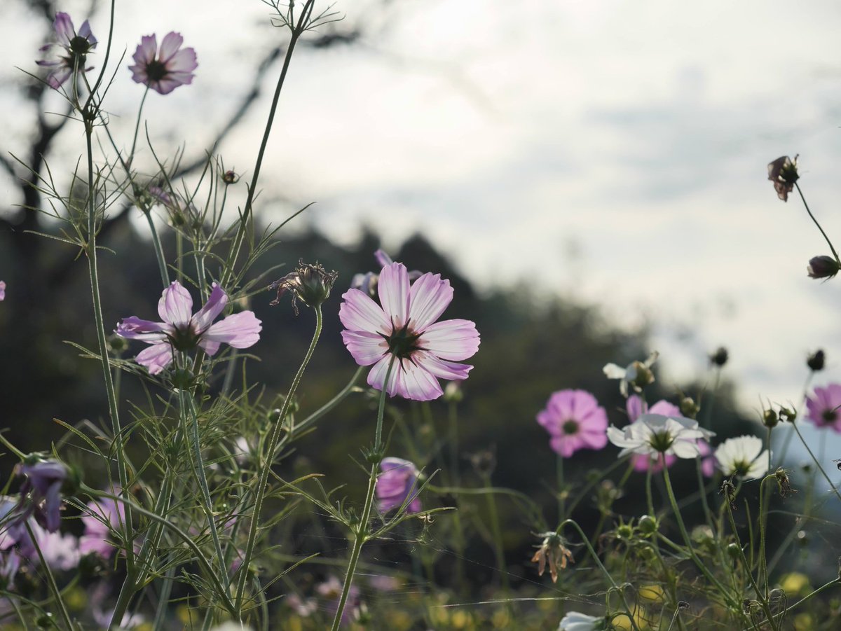 コスモス 波豆川コスモス | Phantom Gourmet 時々 Bike ZX-10RtypeJK