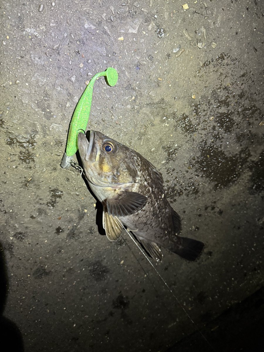 （No50）木工細工　さかな　魚　令6 No50）木工細工 さかな 魚 令6