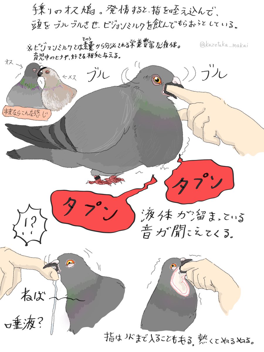 okav.com | [H無碼]PIGEON BLOOD 1st Training.wjz