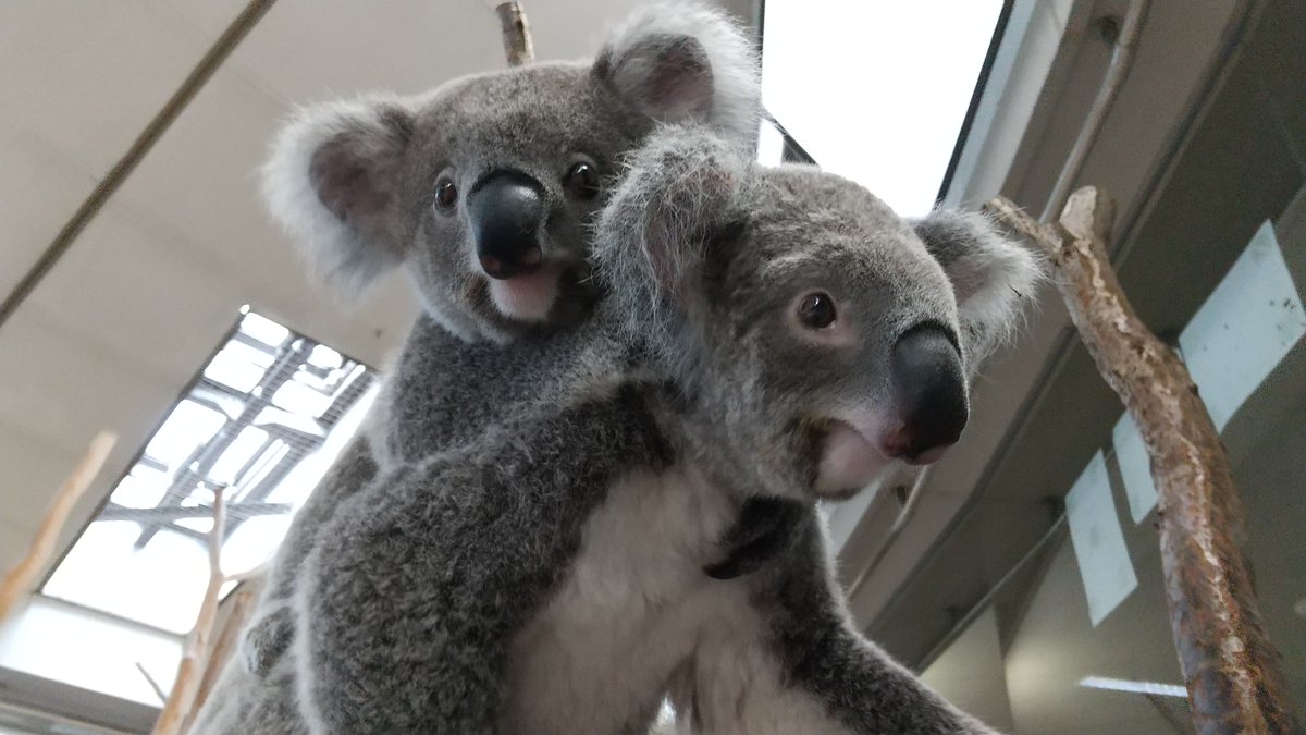 コアラ　他の方はご遠慮願います コアラ 他の方はご遠慮願います 横浜市立金沢動物園【公式】 on X
