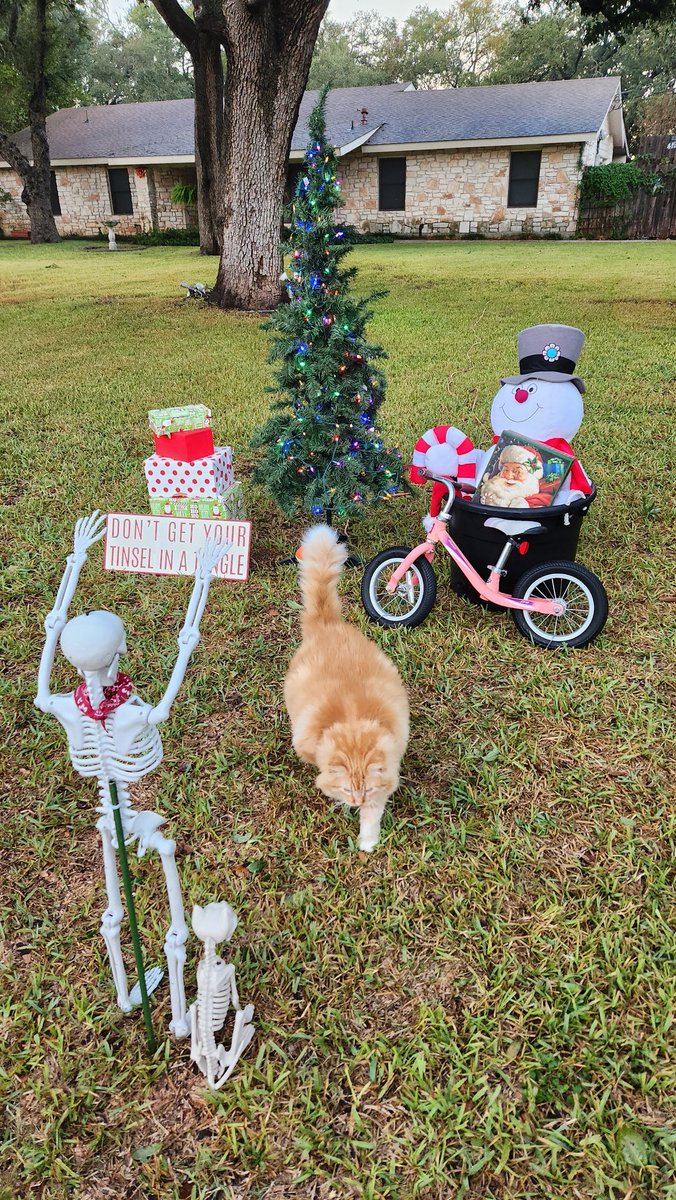juelkitty's tweet photo. Day 26: Christmas 
#31DaysOfHalloween #SkeletonCrew #SKELEWEEN2025 #atx #Halloween2025 #bonesfamily #christmas #Skeleton  #CatsOfTwitter https://t.co/EfsDAHBu2W