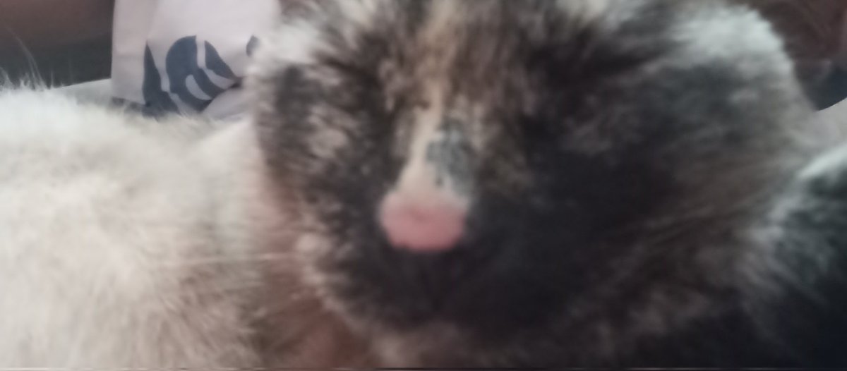 おやすみなさい