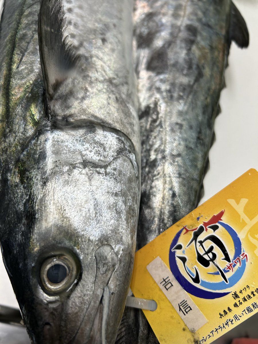 うおとら様　確認用 虎様 確認用 うおとら様 確認用 浜名湖 魚あら|浜松市