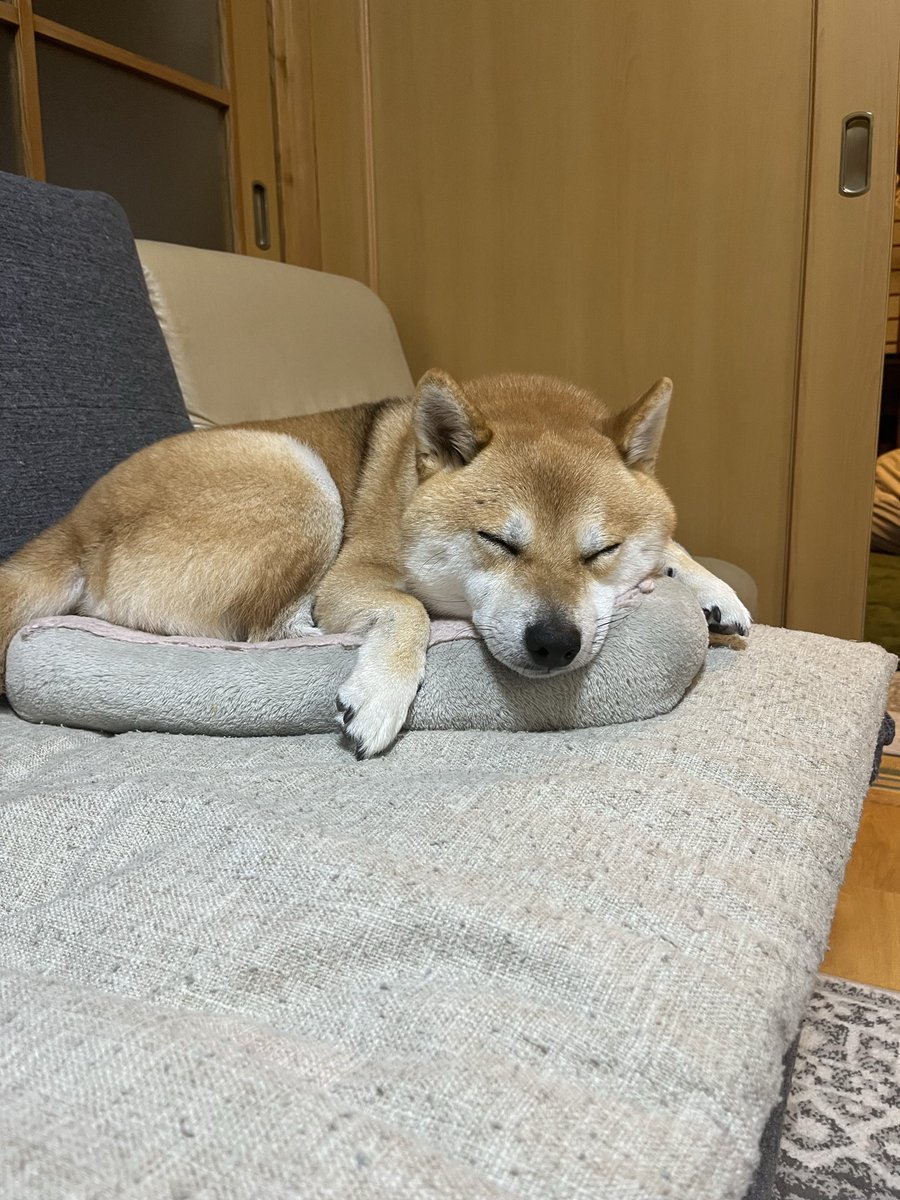 ふたえの豆太郎 (@siba_mametaro) / Posts / X