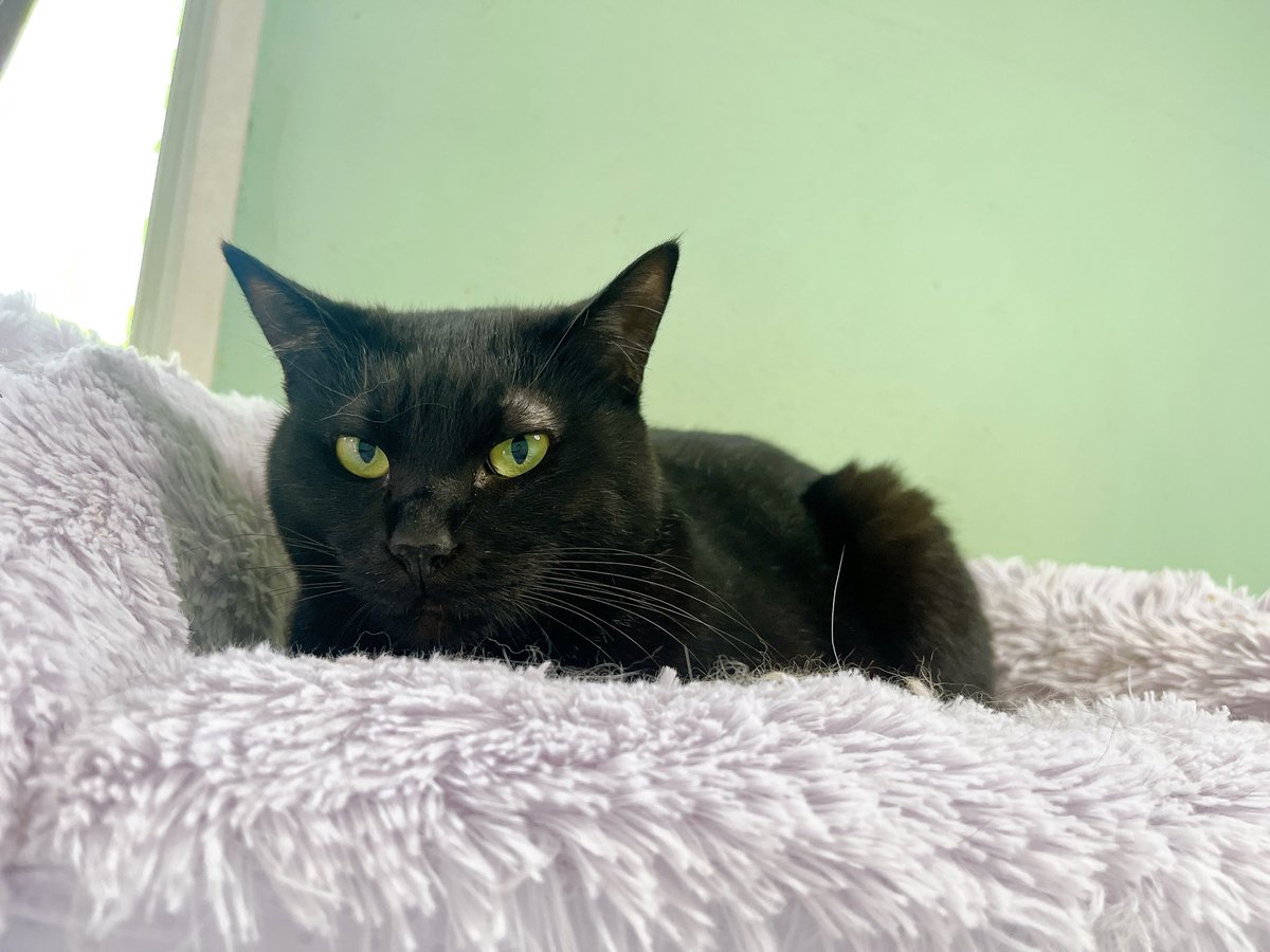 おはようございニャす。

季節の変わり目に目の上が薄くなる『かぐや』ちゃんです。