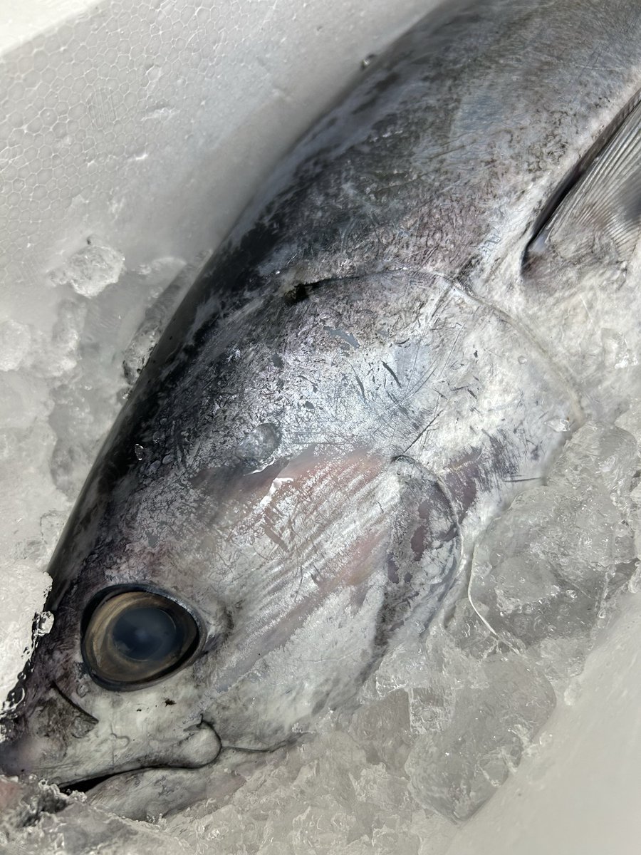 うおとら様　確認用 うおとら様 確認用 うおとら様 確認用 魚虎 うおとら on X