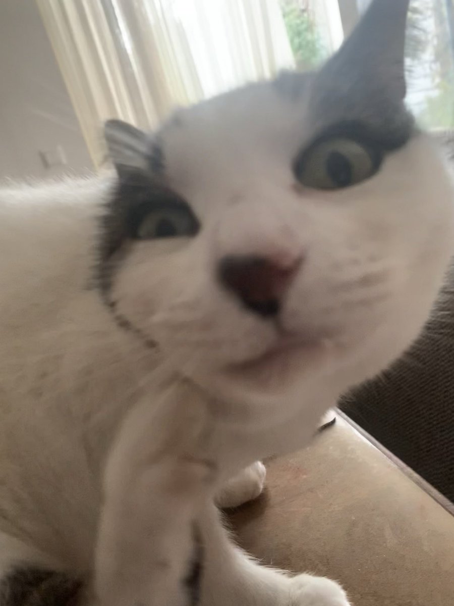 TheCatNamedMags tweet media