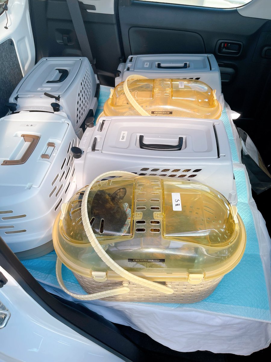 1匹は助手席。
みんな無事に捕獲出来ました✌️
（獅子丸＆かぐやは追い込み漁で洗濯ネット）