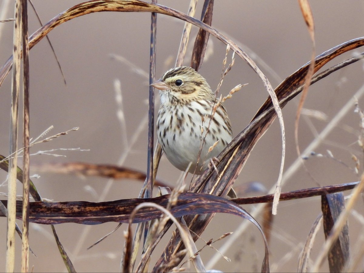 __daniel____'s tweet image. These two Savannah Sparrow pics are my favorite photos I’ve taken in a long time