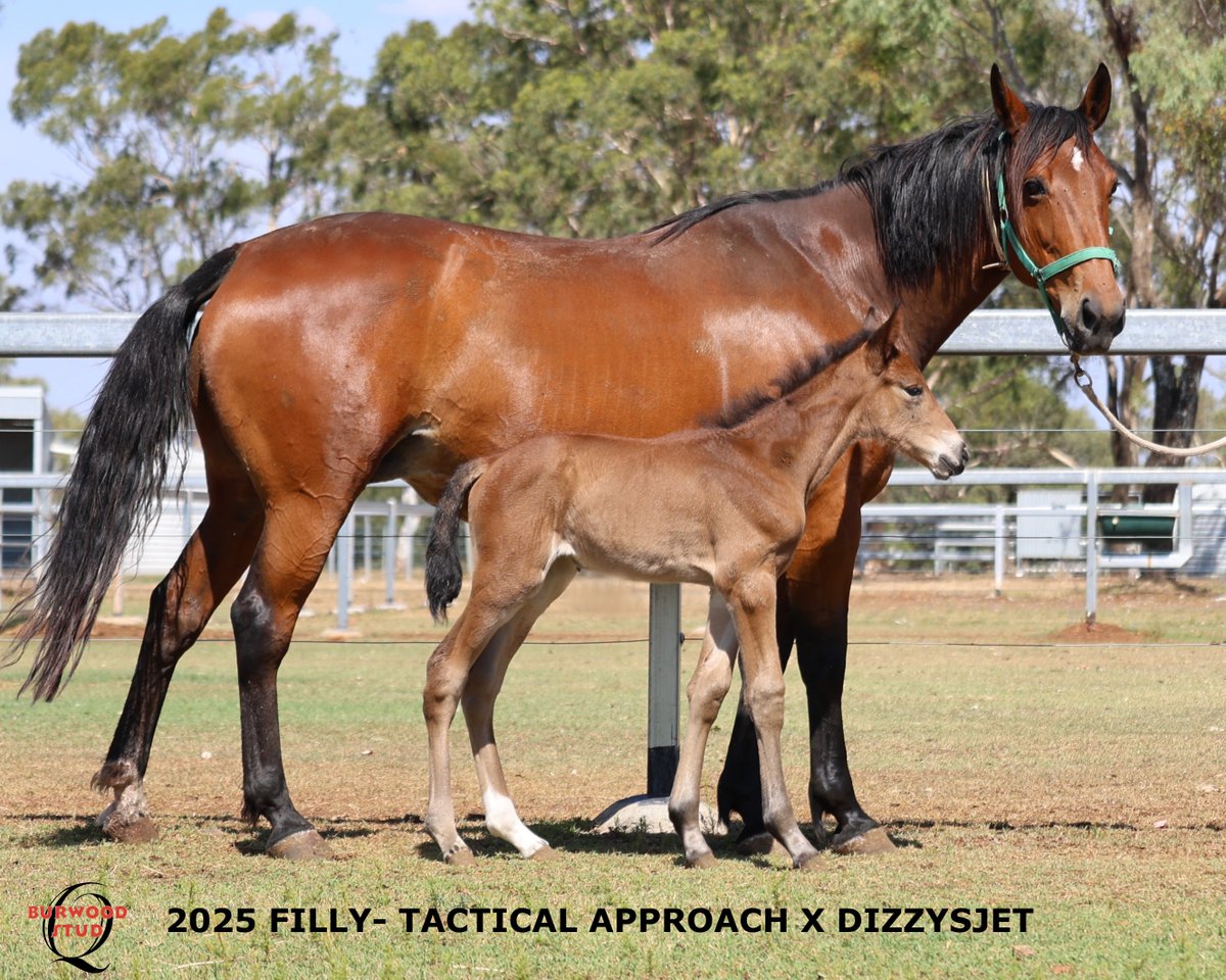 Burwood Stud tweet media