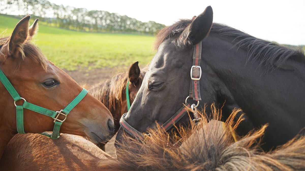 「まめちん先生、眠そうだけど遊ぼうよ」
当歳馬の方が元気いっぱいです😅
