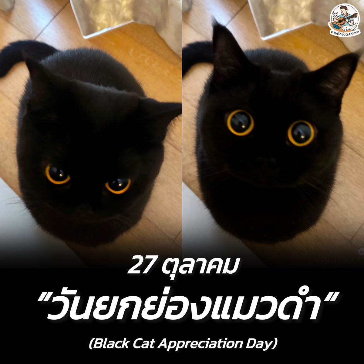 ดำแล้วรักไหมฮะ 🙂🖤🐈‍⬛
อาณาจักรสัตว์โลก มีม&amp;สาระ By ตามติดชีวิตAnimal
27 ตุลาคม ของทุกปี เป็นวัน “วันยกย่องแมวดำ” (Black Cat Appreciation Day) จัดขึ้นเพื่อให้ทุกคนหันมามองเห็นความน่ารักและคุณค่าของ “แมวดำ” อีกครั้ง เพราะแมวดำมักถูกมองข้ามหรือเข้าใจผิดจากความเชื่อเก่าๆ