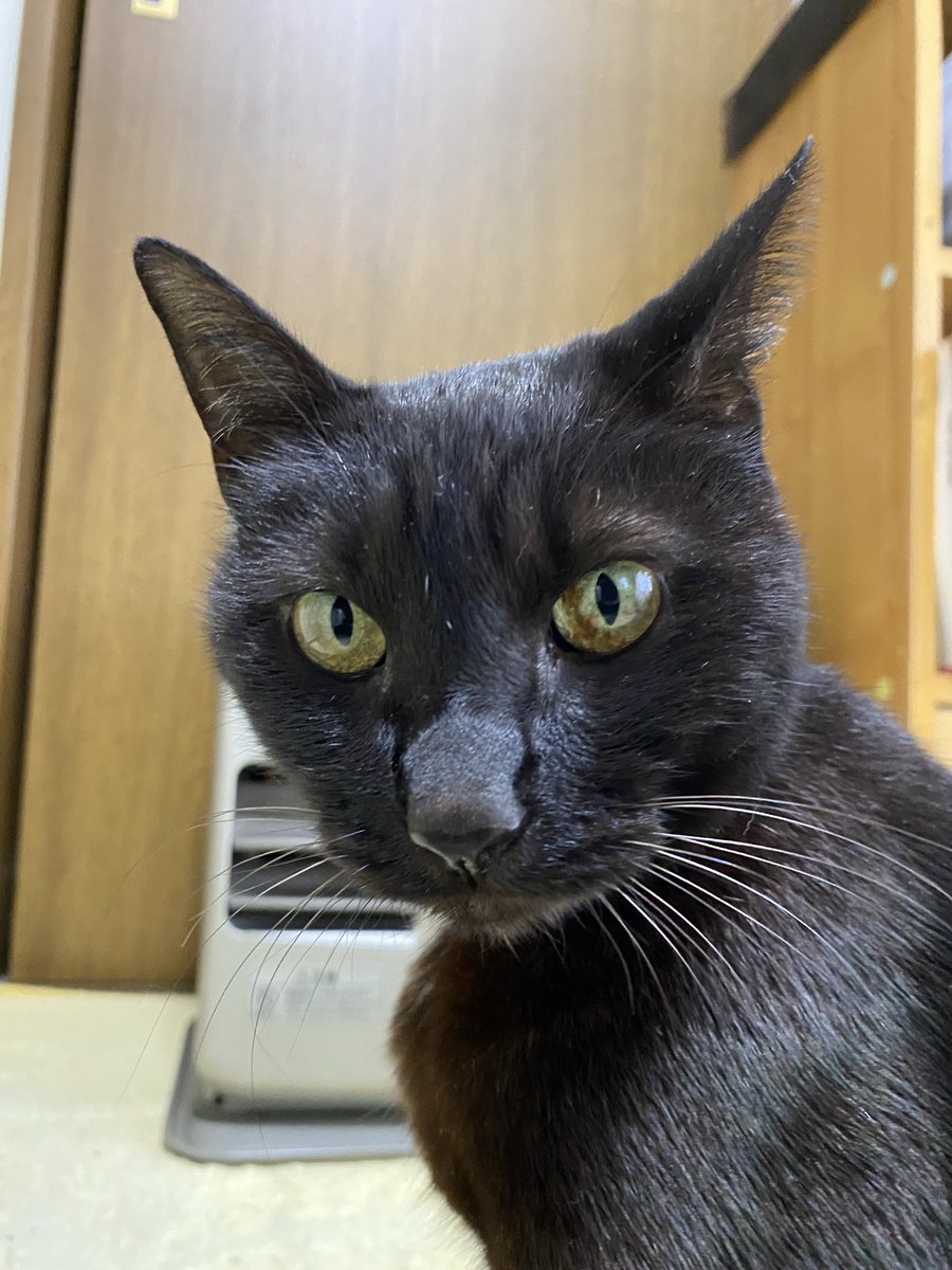 黒猫 AZONE INTERNATIONAL::キャラクタードール::商品詳細