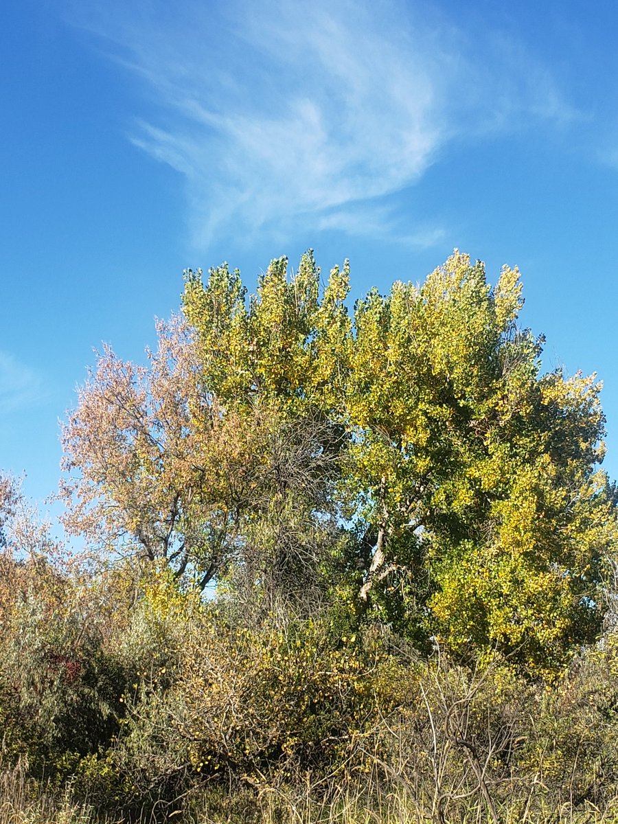 myMTthoughts's tweet image. i&apos;ll pay you $12 to come look at trees with me