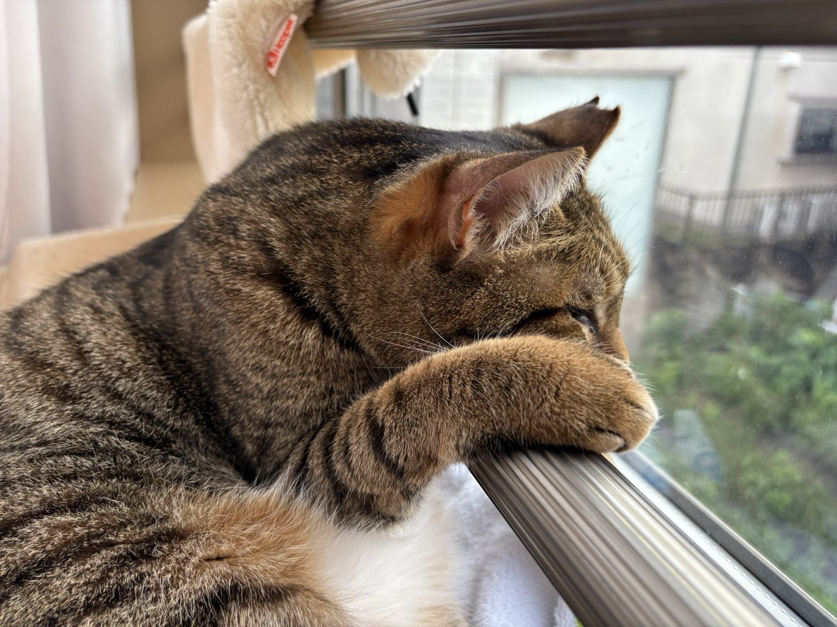 アシメEYEあんず🐾 on X