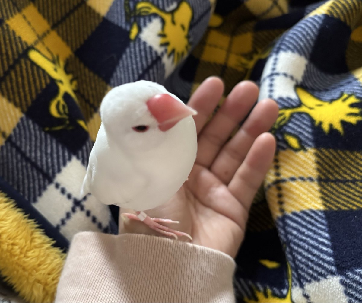 空太郎ページ 空太郎 (@3jZy2RyfgDg59MZ) / Posts / X