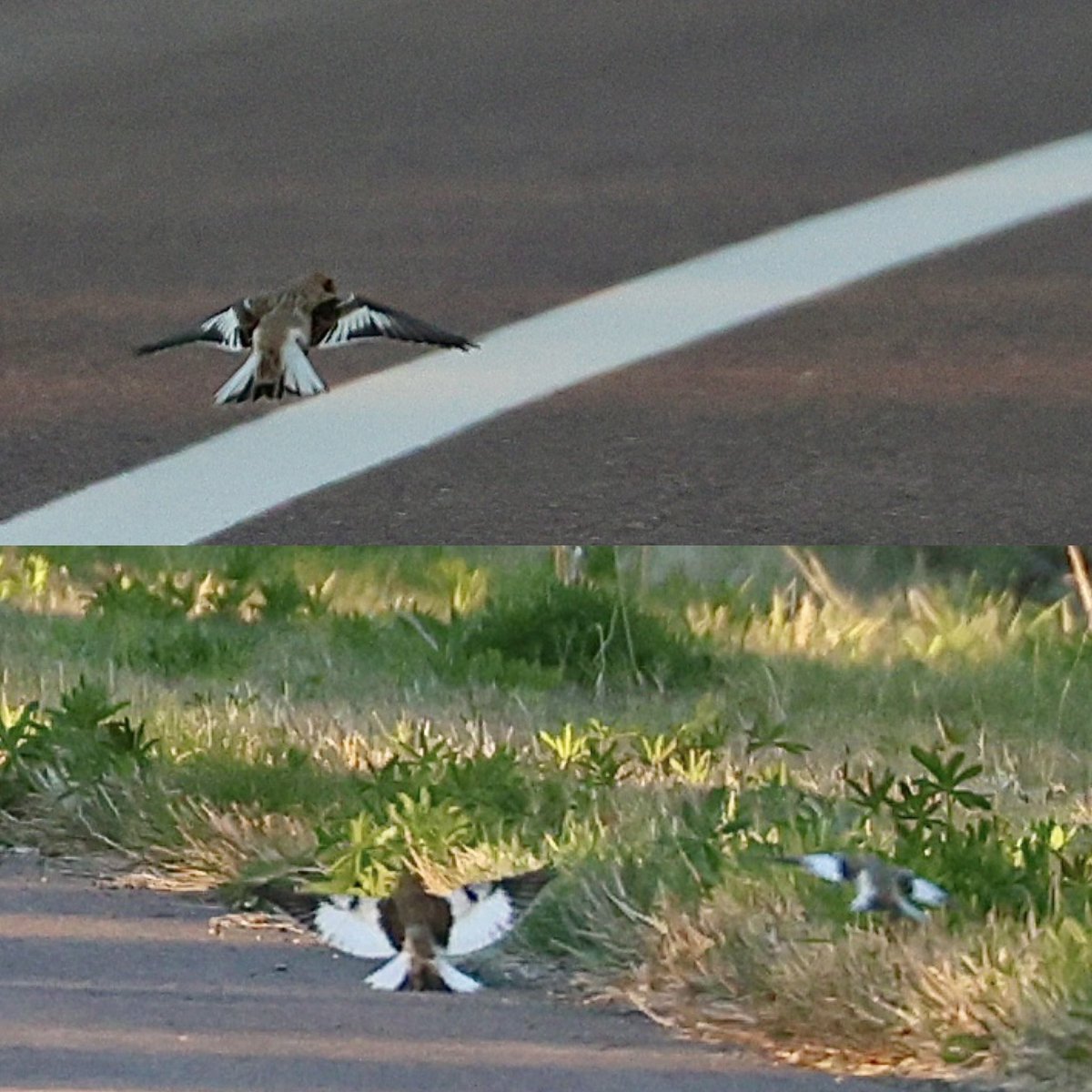 The ever-elusive and ever-adorable arctic snow buntings 🥰
