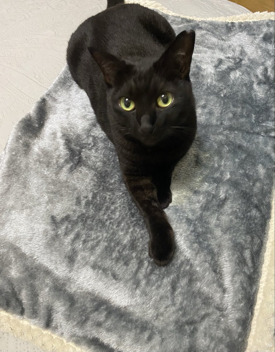 黒猫 プロフ5/25日～更新 みけさん・くろさん on X