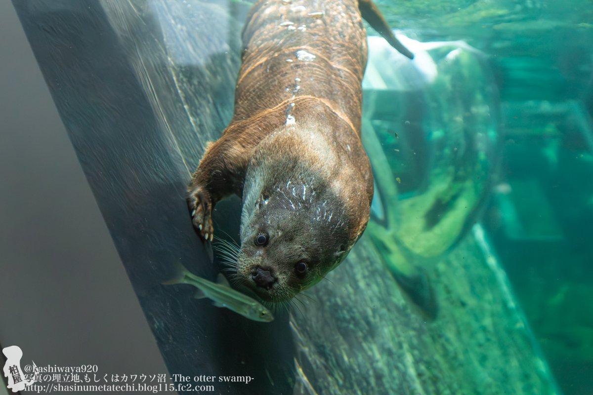 カシワヤ (@kashiwaya920) / Posts / X