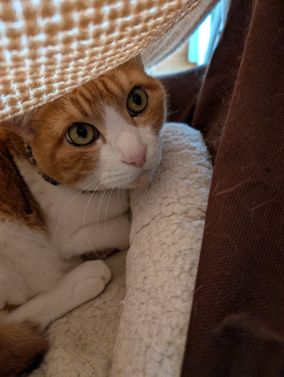 neconeco 🇯🇵🐈 on X