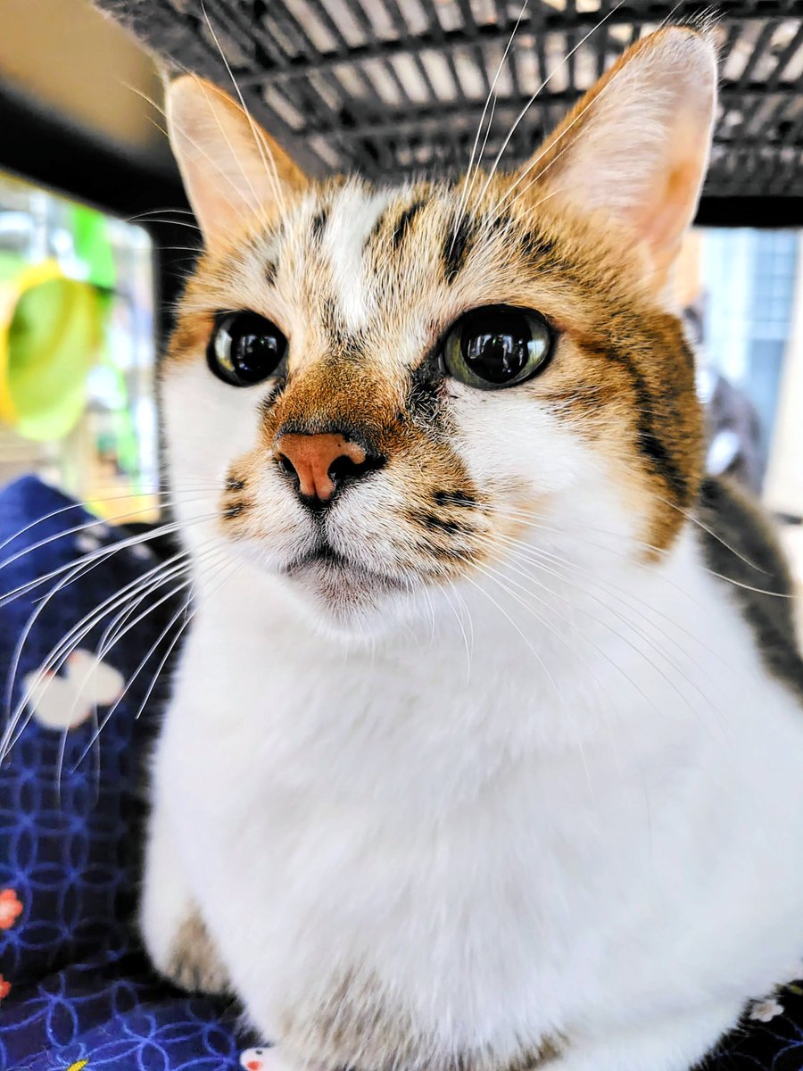 Umomo196's tweet photo. オセロ姉さん🐱
ちび太🐱
はち🐱
みーんなNNNからの派遣と思われますｗ
#猫 https://t.co/5RtVnac71O