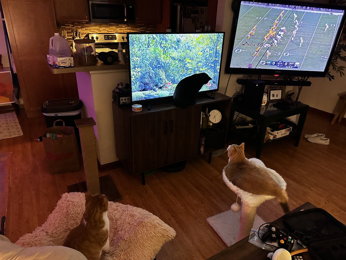 HowwyT's tweet image. they get the best seats in the house