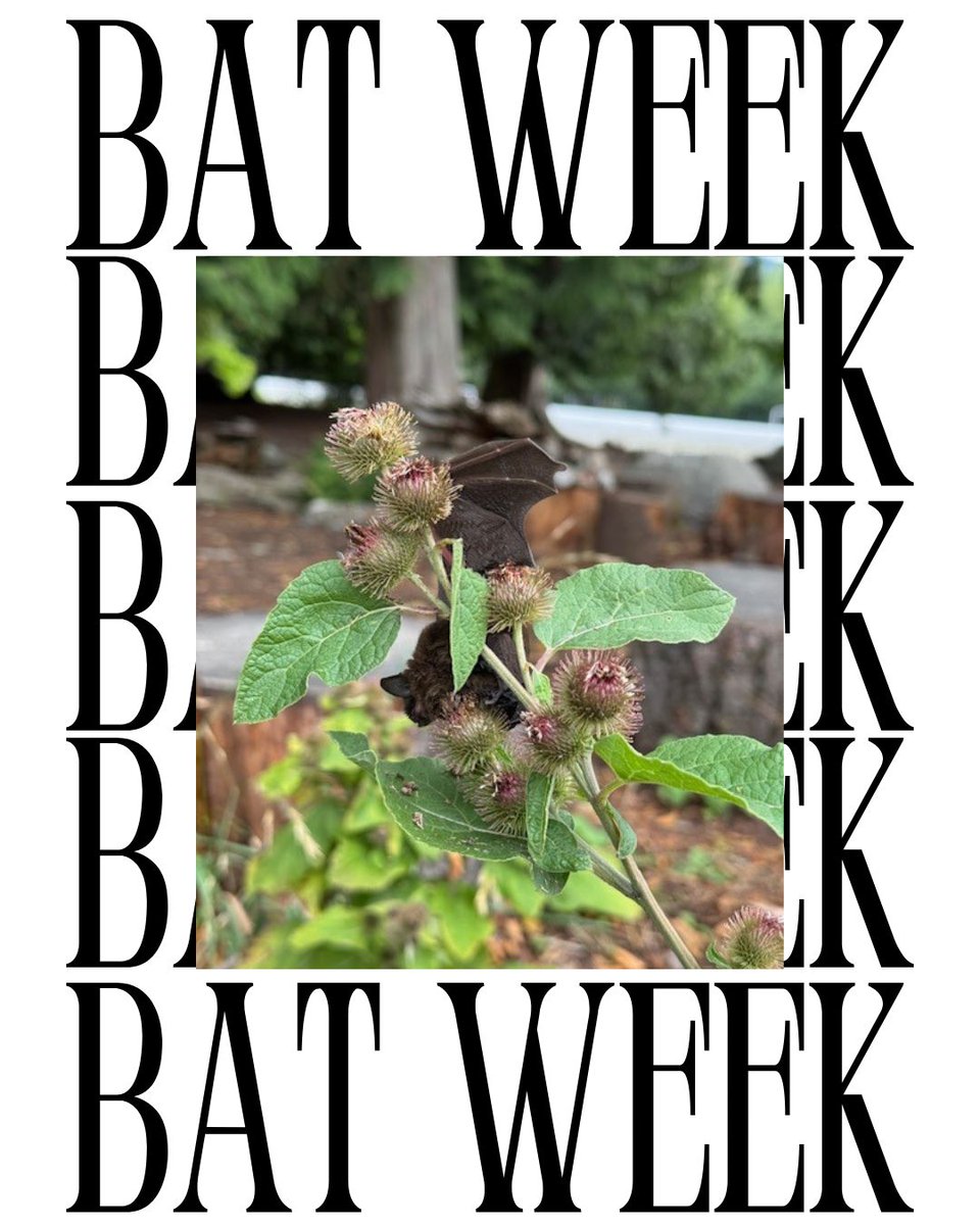 Invasive Species BC tweet media