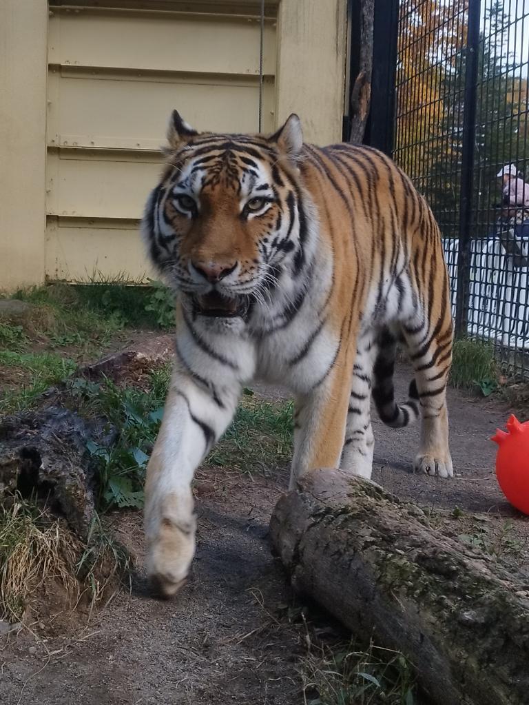 kushirozoo's tweet image. どうぶつえん日記を更新しました
アムールトラ「ナージャ」は富士サファリパーク(静岡県)への引越しが完了し元気に過ごし始めています。
今後とも釧路市動物園をよろしくお願いいたします。
city.kushiro.lg.jp/zoo/zoodialy/1…
#釧路市動物園 #kushirozoo
#釧路 #kushiro
#動物園 #zoo
#北海道 #Hokkaido