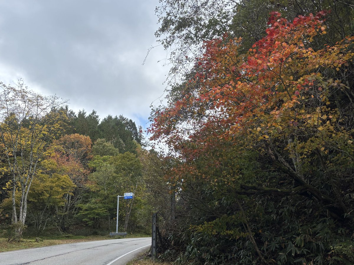 今朝のせせらぎ街道西ウレ峠。
🍁ぼちぼち進んでます。