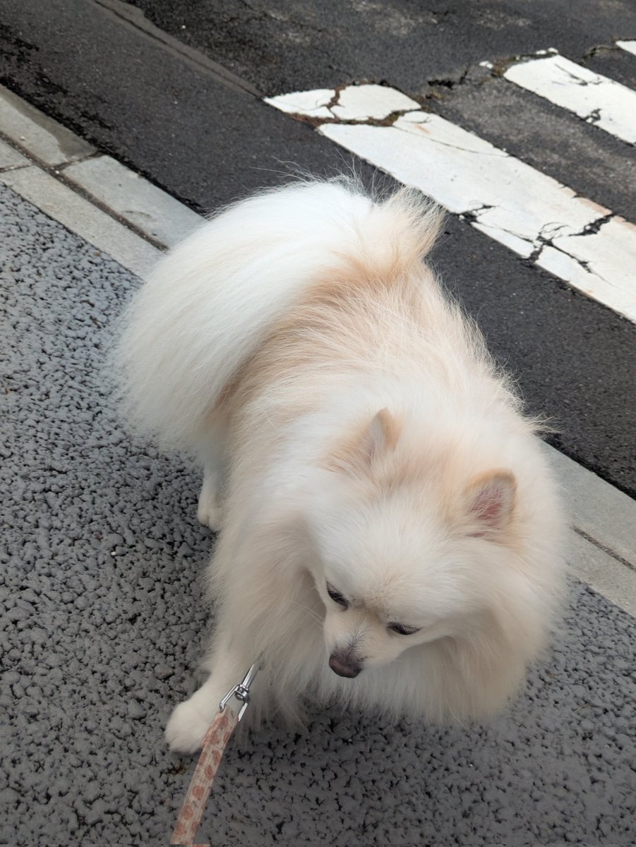 さーて、もう帰るか🐾
＃ポメラニアン　＃愛犬　＃犬のいる暮らし