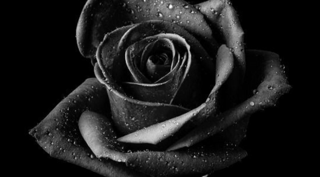 𝙃𝙖𝙣𝙖𝙯𝙤𝙣𝙤 𝙃𝙖𝙝𝙖𝙧𝙞 tweet media