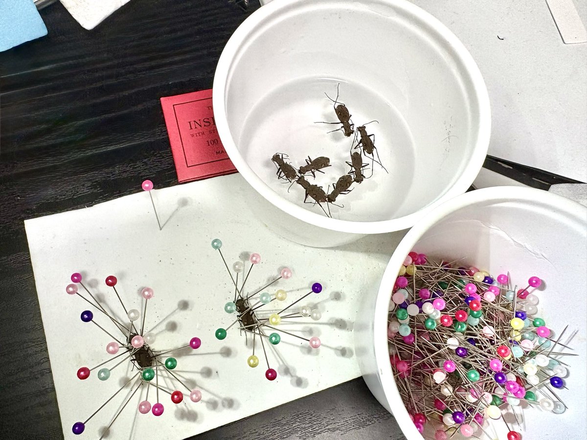 ハンミョウの標本（展足）完成率計算したら45.9%でした🙃🙃🙃
夏休み前からちょこちょこ進めてたし、70%は行っとるやろと考えていた時期が私にもありました

学祭まで残り2週間で今までの倍作れはかなり無理ゲー🫠