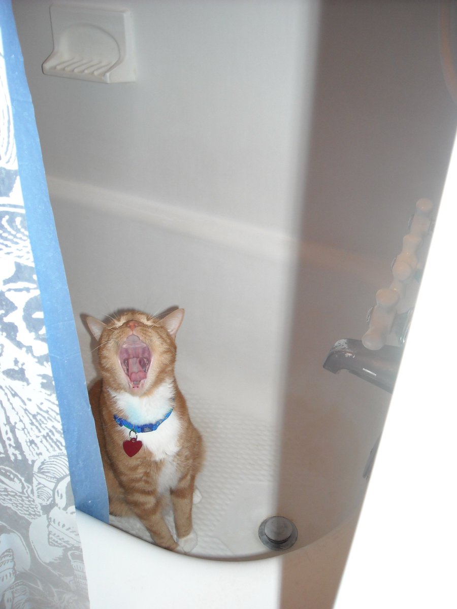 Remember when I said orange cats were crazy? And I had one that sat in the bathtub and screamed for me?
I present Oliver!