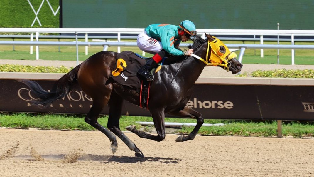 STALLION WINNER ALERT! Lady Chance (Chance It o/o Flay Mignon) passes her Maiden test at Gulfstream Park in Race 4! Congrats Breeder/Owner William G. Law, Jr., trainer Gary Jackson &amp; jockey Jose Leon! Chance It’s 4th winner as sire! Book to Chance It today! #FLBred #FLSired