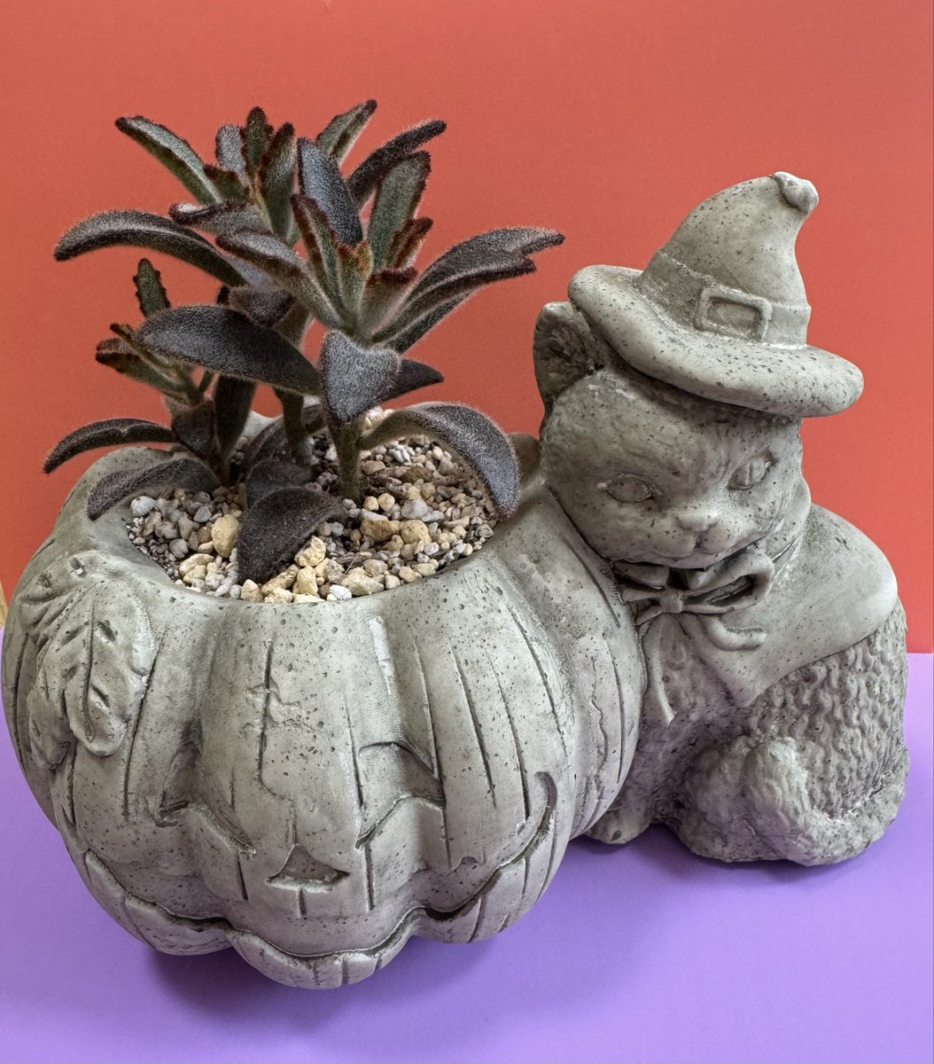 ぴょる吉・朧月夜・Y (@pyorukiti) / Posts / X