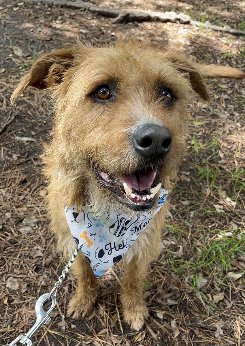Sabemos que casi nadie quiere adoptar perritos talla grande,pero la gran mayoría de nuestros rescatados son de ese tamaño.🥺

Bimba fue rescatada de un antirrábico a días de ser asesinada,hoy sigue en busca de una familia que le quiera dar la oportunidad de ser feliz.