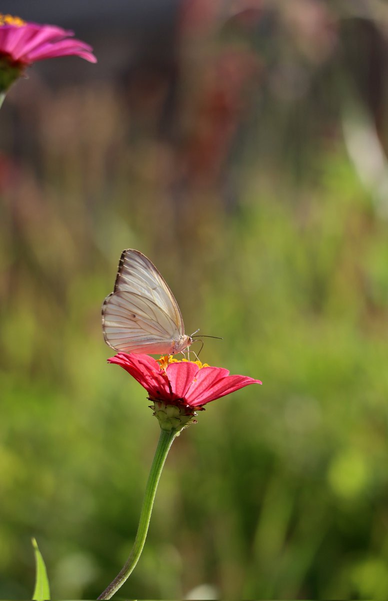 Soy del Sur.
Estas flores las cultivábamos, ya luego, la semilla quedaba y al año siguiente volvían a nacer. 
Después, donde se han instalado mis padres, llevan la semilla, y de otras flores, las esparcen alrededor de la casa y crece un hermoso jardín.
Un verdadero espectáculo.