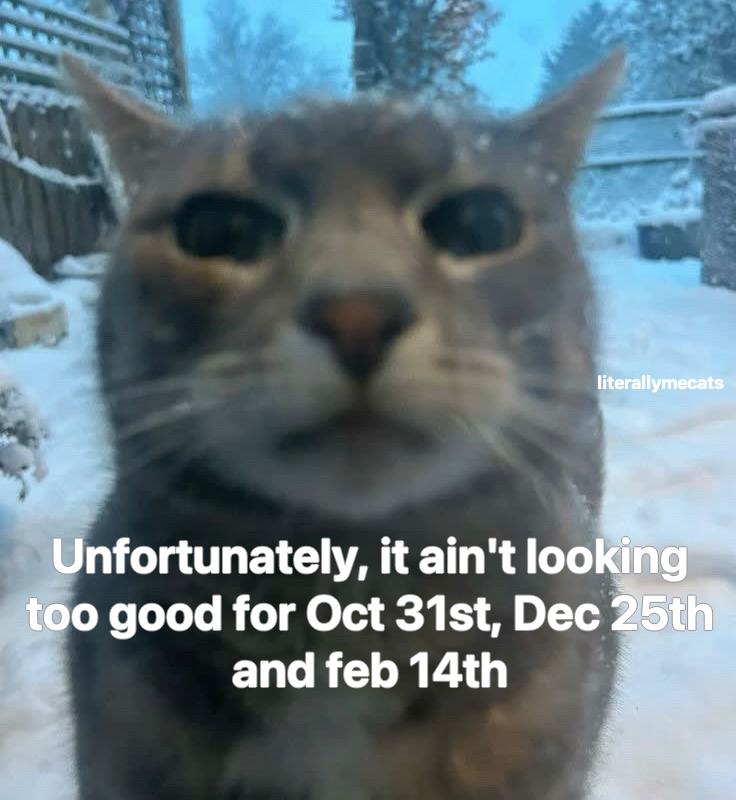 LiterallyMeCats (@literallymecats) on Twitter photo 