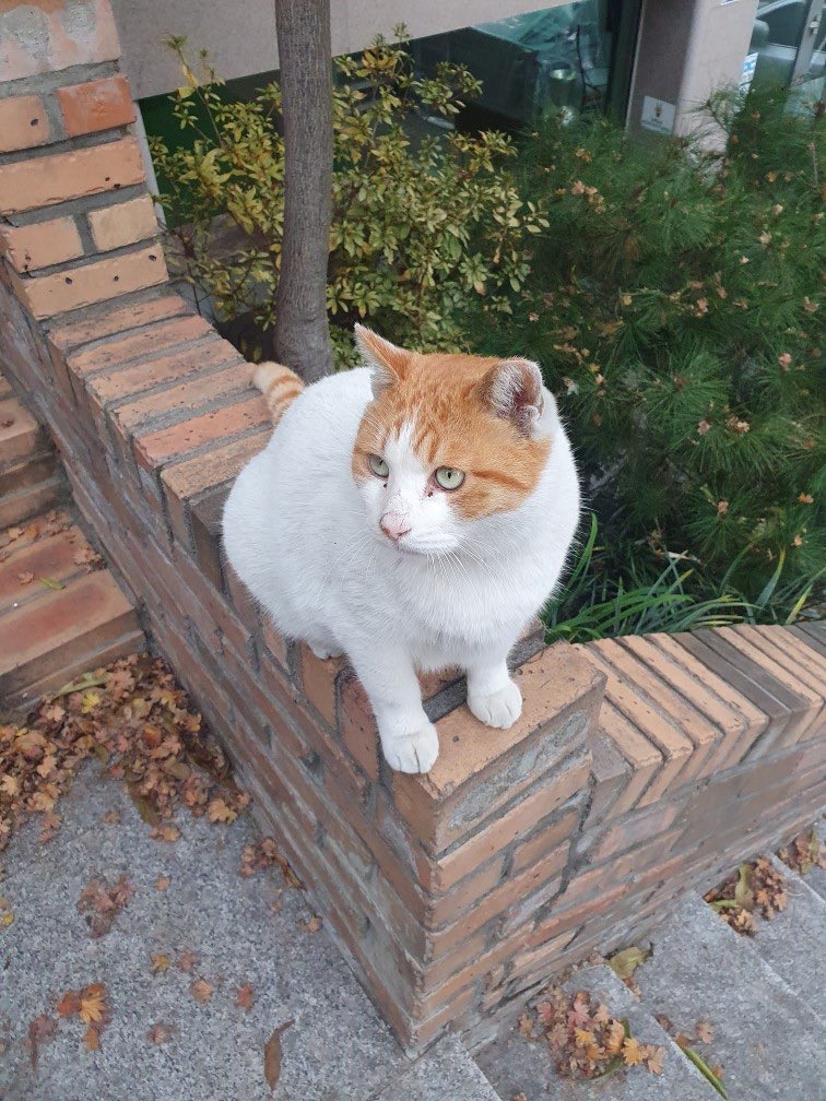 키우던 아이는 아니지만 정말 소중히 했던 우리집 주변에 항상 있던 애기
다쳤다는 말을 들은 뒤로 못만난지 한참 됐는데 진짜 너무 보고싶다
항상 그 자리에서 기다려주던 아이였는데 어디에 있던 행복하게 지냈으면 좋겠다 내 애기 너랑 함께했던 시간들이 너무 행복했어