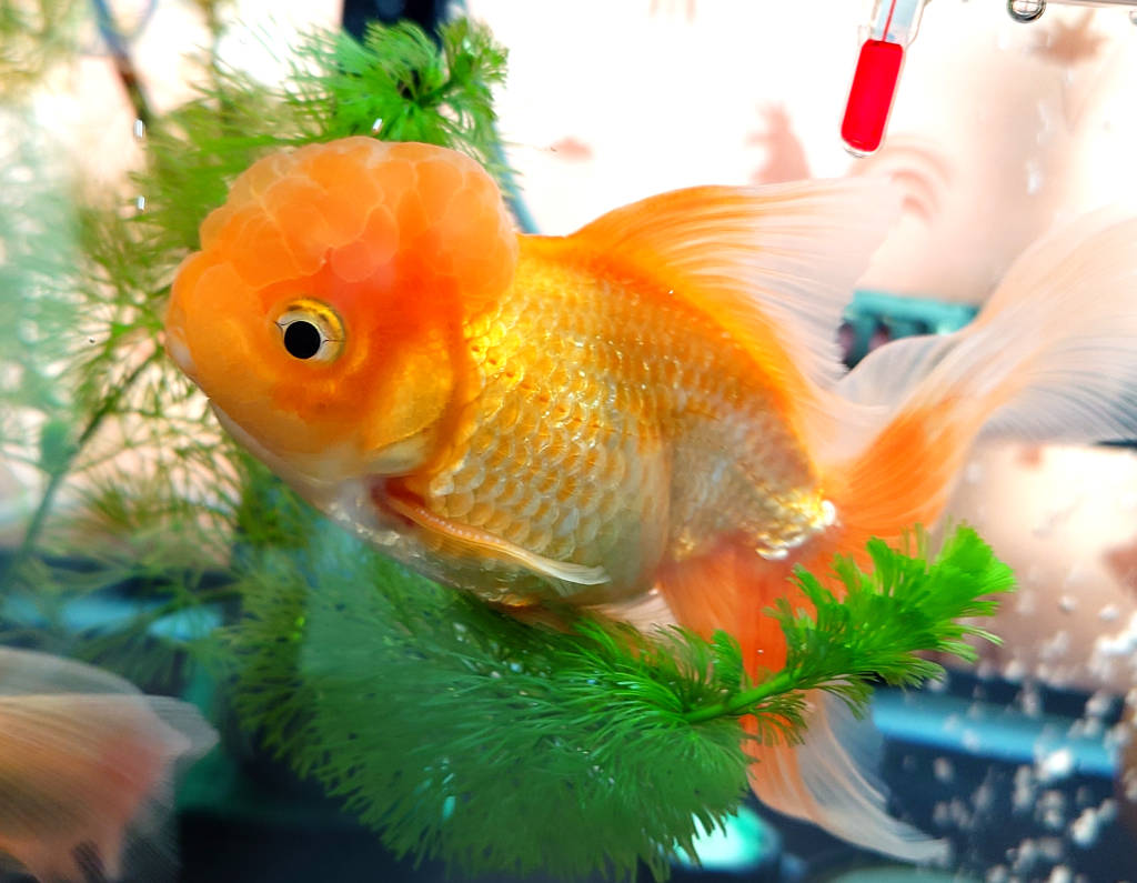 金魚　様 みー on X