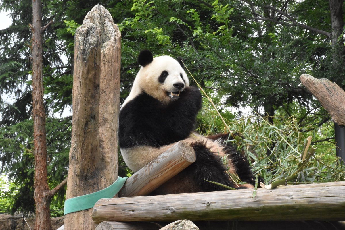 上野のパンダ シャンシャン434日齢（1）2018年8月20日撮影 - YouTube