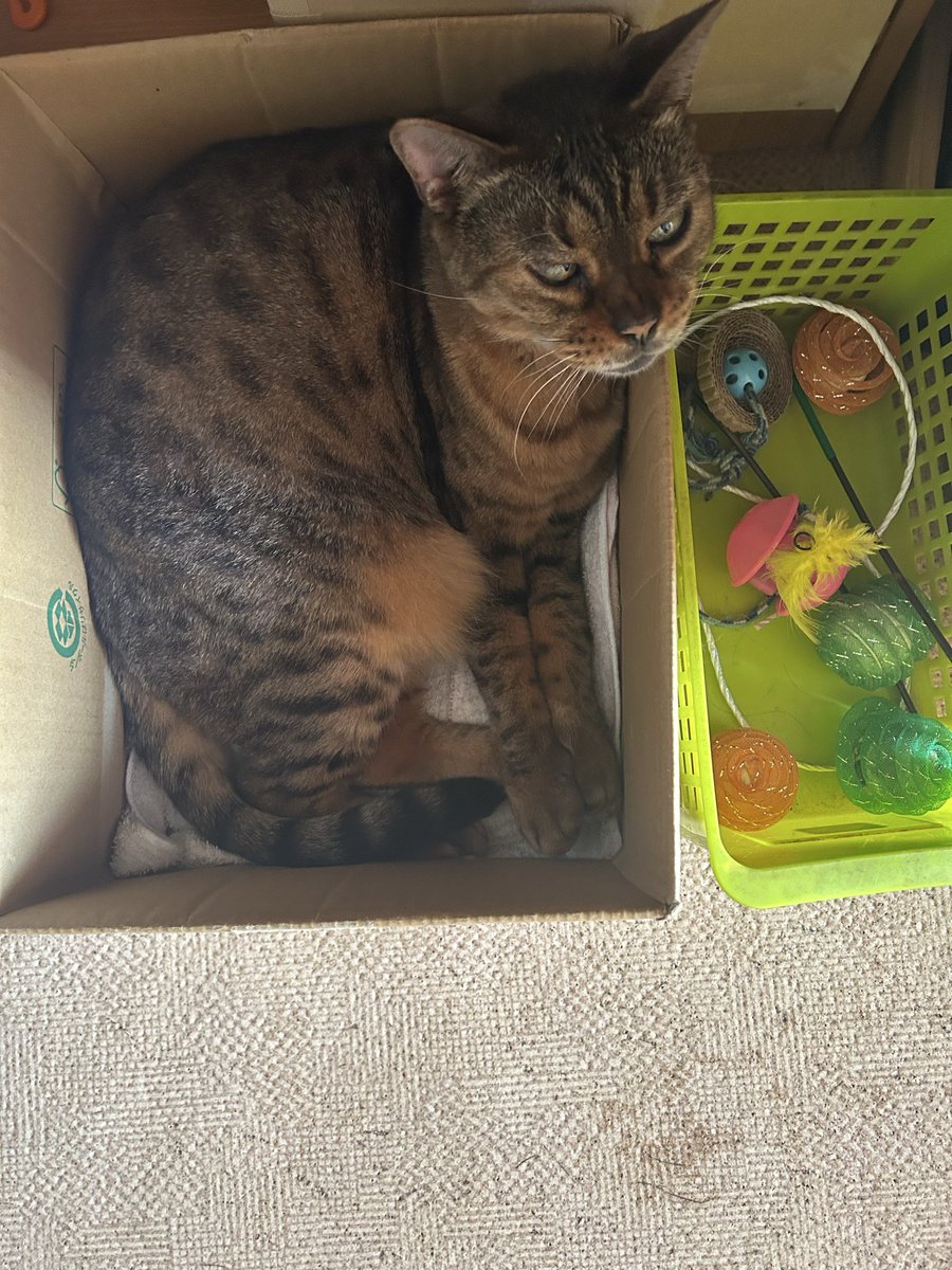 にゃんちゃん きょんち*🐈‍⬛🍓 on X