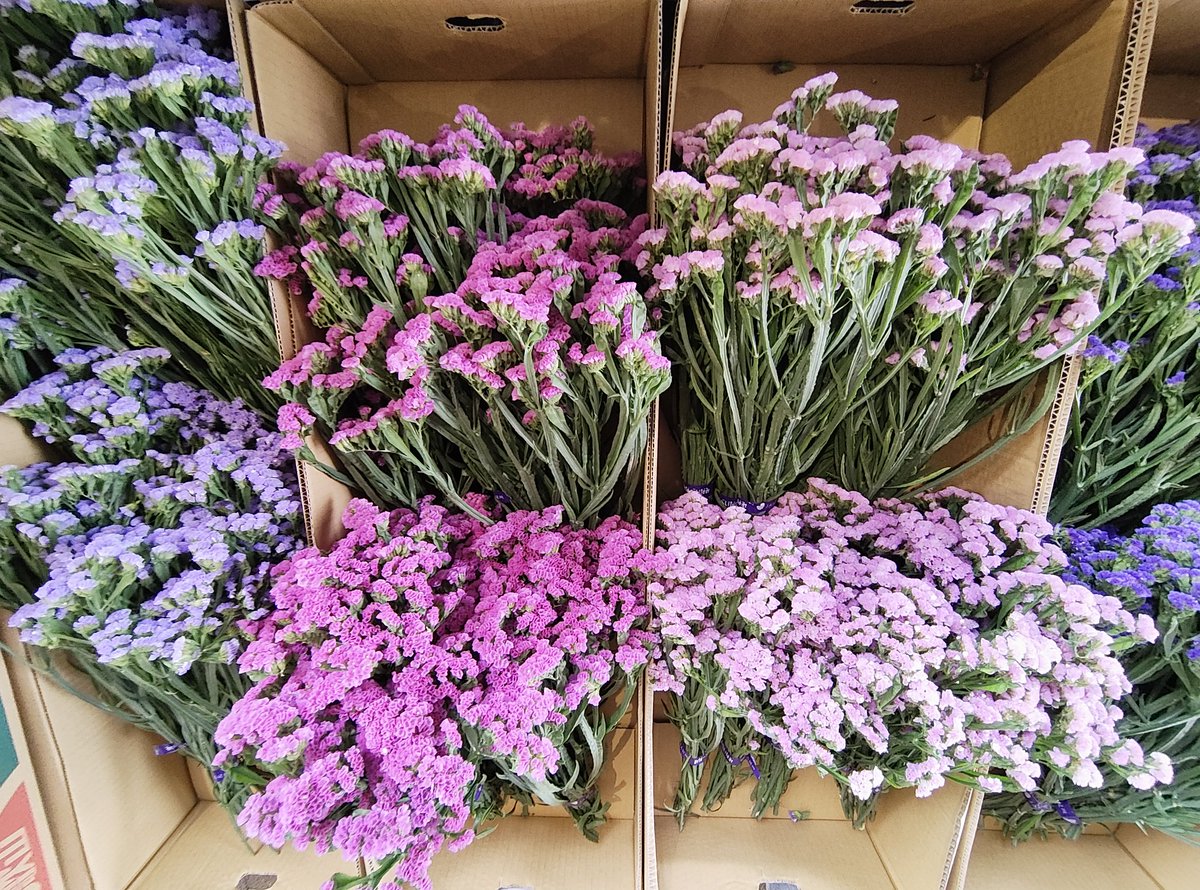 ☆　花　☆ 造花】YDM/センニチコウ ビューティー/FA-7383-BTY - 花材通販は