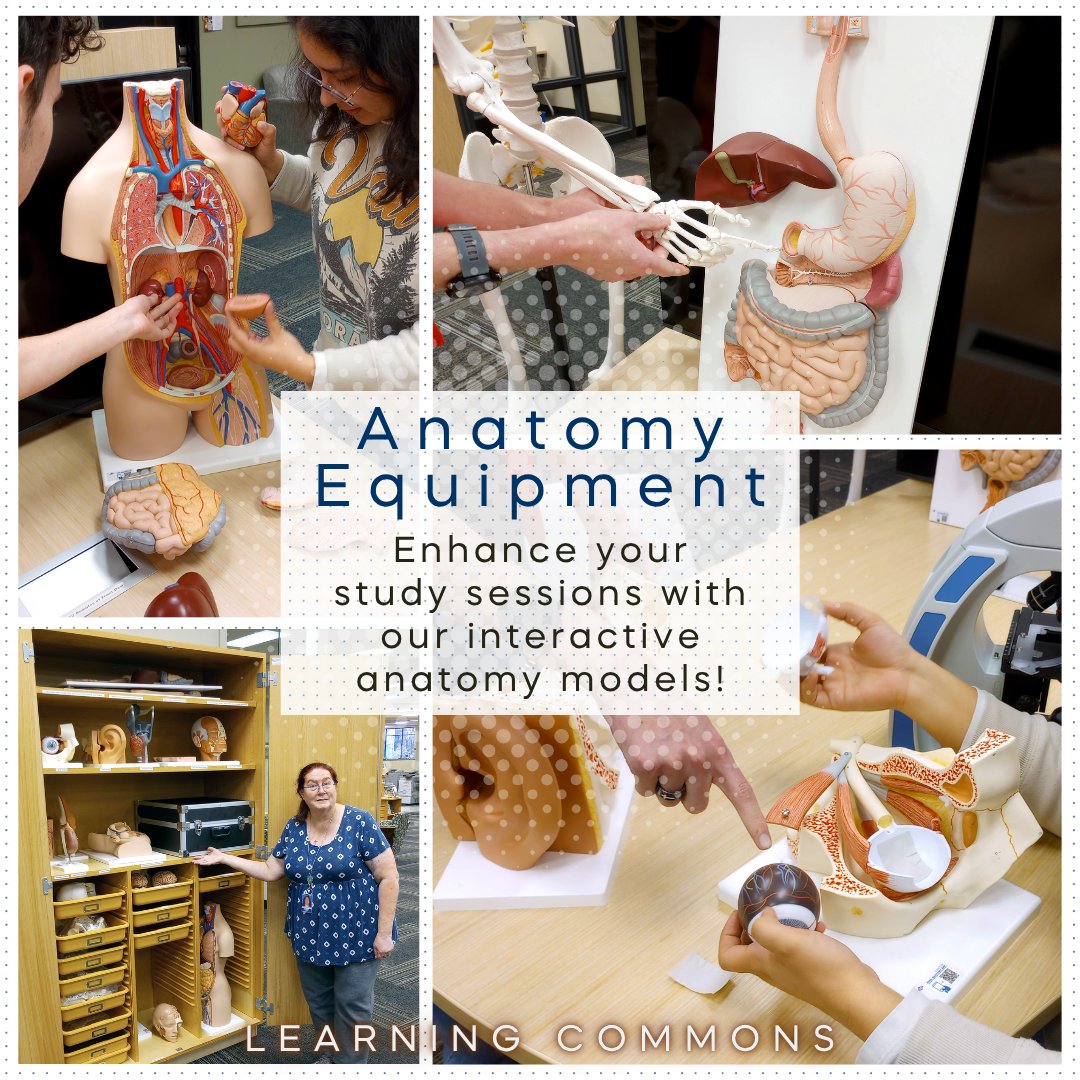 MCC_Lib's tweet image. Exciting news! Our anatomy equipment is here for you! Dive deeper into learning with hands-on resources to explore the human body like never before. #AnatomyTools #MCCLibWaco #MCCLearningCommons #Makerspace