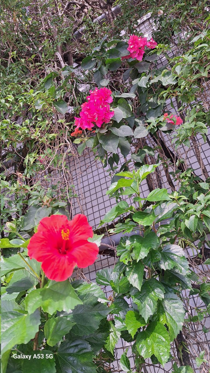 ちぃ～ちぃ～ぱっぱ on X