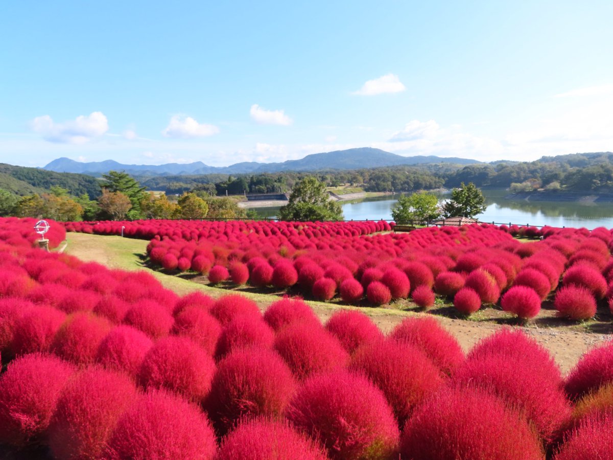 急に涼しく（寒く？）なって秋ですね🍁
るるパークのコキアが見られるのは11/3(月・祝)まで！