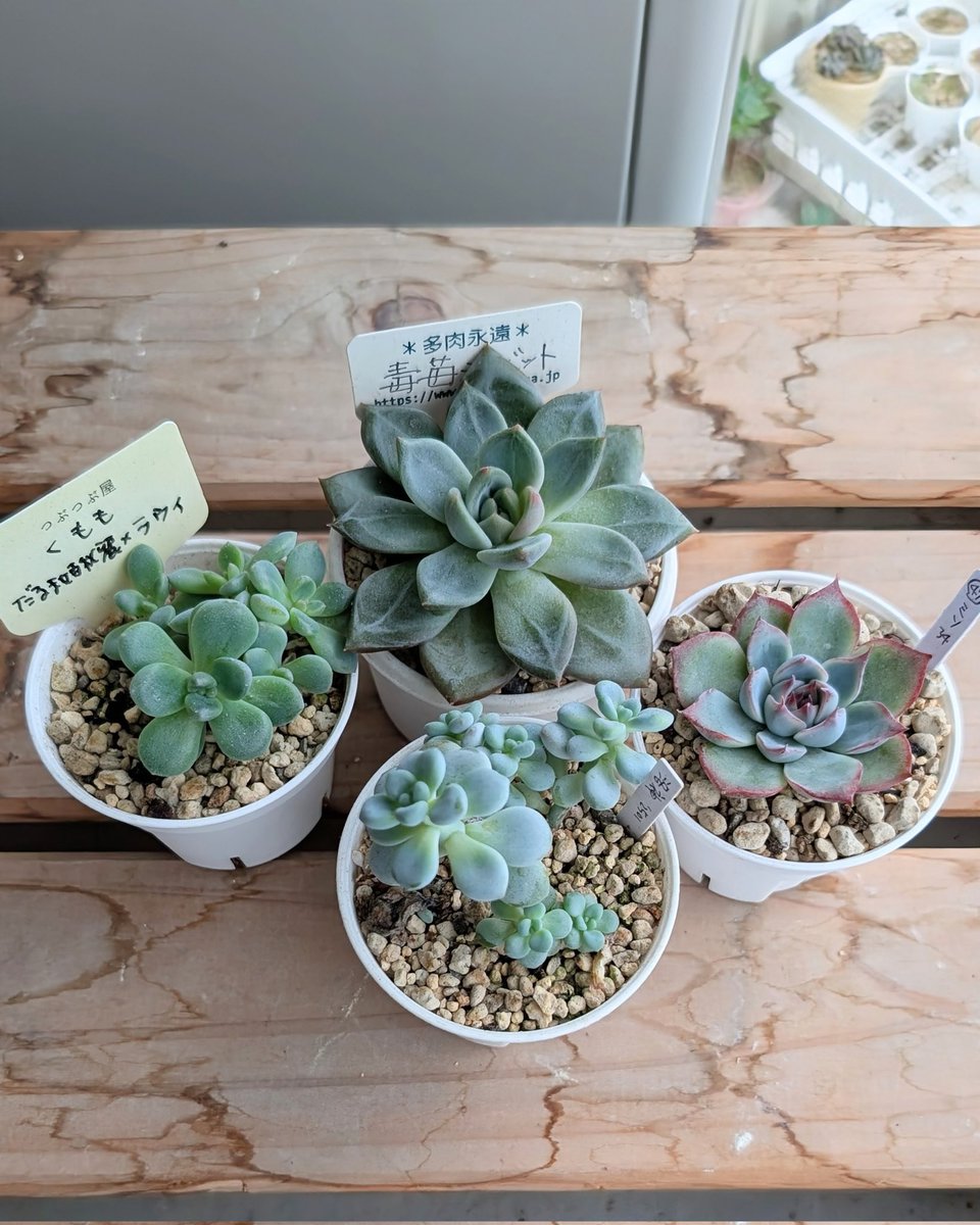 TANIKU様 がび (@i_taniku_ra) / Posts / X